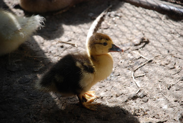 Similar image 22363616