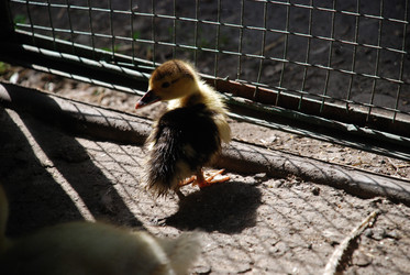 Similar image 22371639