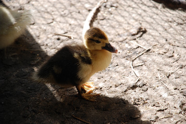 Similar image 22371640