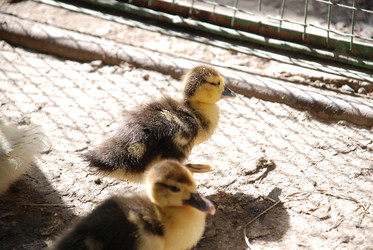 Similar image 22371641