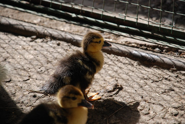 Similar image 22371642