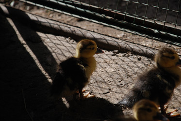 Similar image 22371643