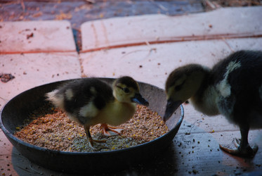 Similar image 22371661