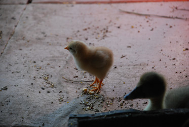 Similar image 22371662