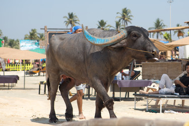 Similar image 22351122