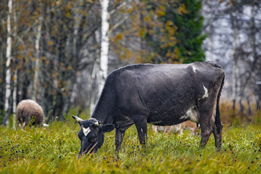 Similar image 22349562