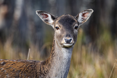 Similar image 22349581