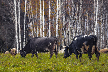 Similar image 22349502