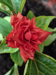 Similar image 22349880