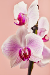 Similar image 22352692