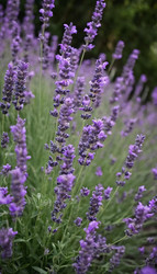 Similar image 22377010