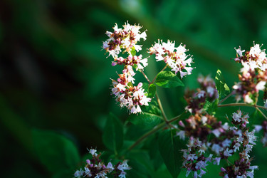 Similar image 22388162