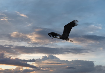 Similar image 22359110