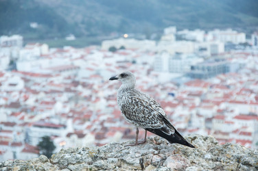 Similar image 22372032