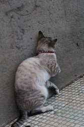 Similar image 22375122