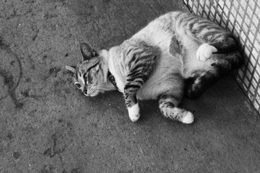 Similar image 22375135