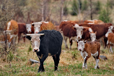 Similar image 22362686