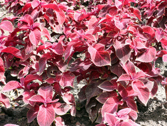 Similar image 22379003