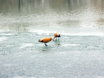 Similar image 22379004