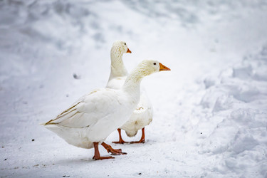 Similar image 22360713