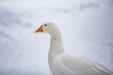 Similar image 22360721