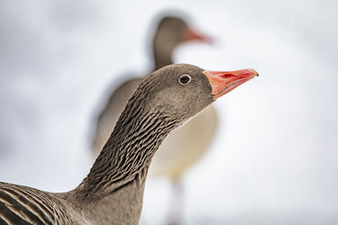 Similar image 22360722