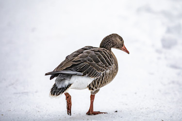 Similar image 22360723