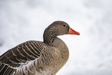 Similar image 22360724