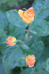 Similar image 22355252