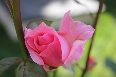 Similar image 22354706