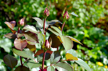 Similar image 22372799