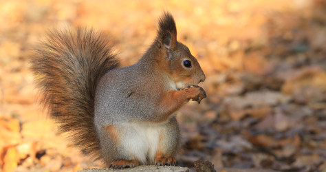 Similar image 22377227