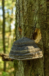 Similar image 22362939