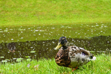 Similar image 22367333