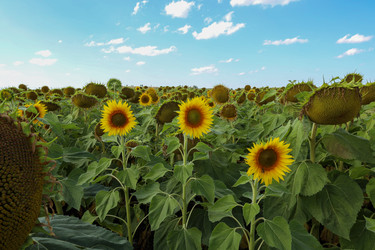 Similar image 22360907