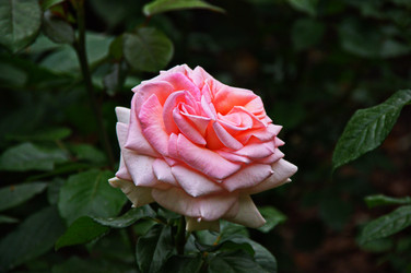 Similar image 22375732