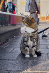 Similar image 22365936