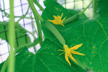 Similar image 22377228