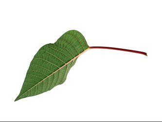 Similar image 22378021