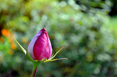 Similar image 22375906