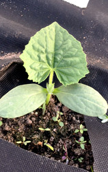 Similar image 22377351