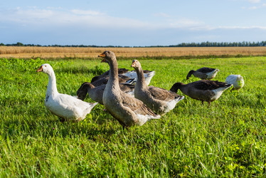 Similar image 22377412