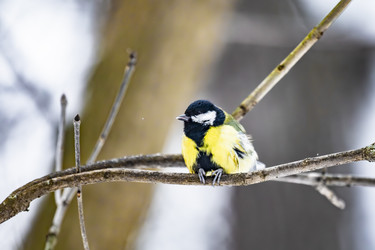 Similar image 22387802