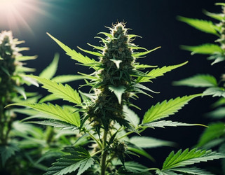 Similar image 22444977