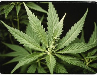 Similar image 22444978