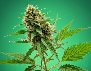 Similar image 22444981