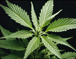 Similar image 22444982