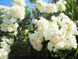 Similar image 22445390