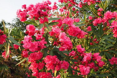 Similar image 22445397