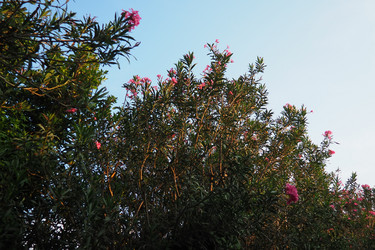 Similar image 22445399